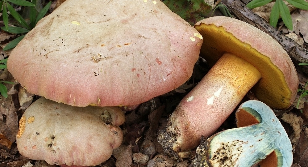 Боровик ле Галь (Rubroboletus legaliae)