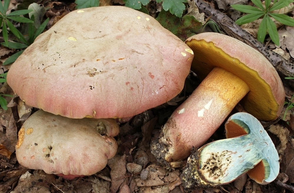 Боровик ле Галь (Rubroboletus legaliae)