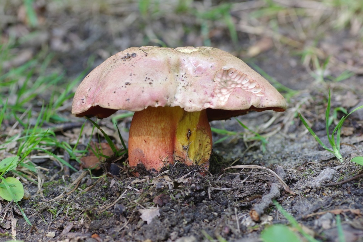 Боровик ле Галь (Rubroboletus legaliae)