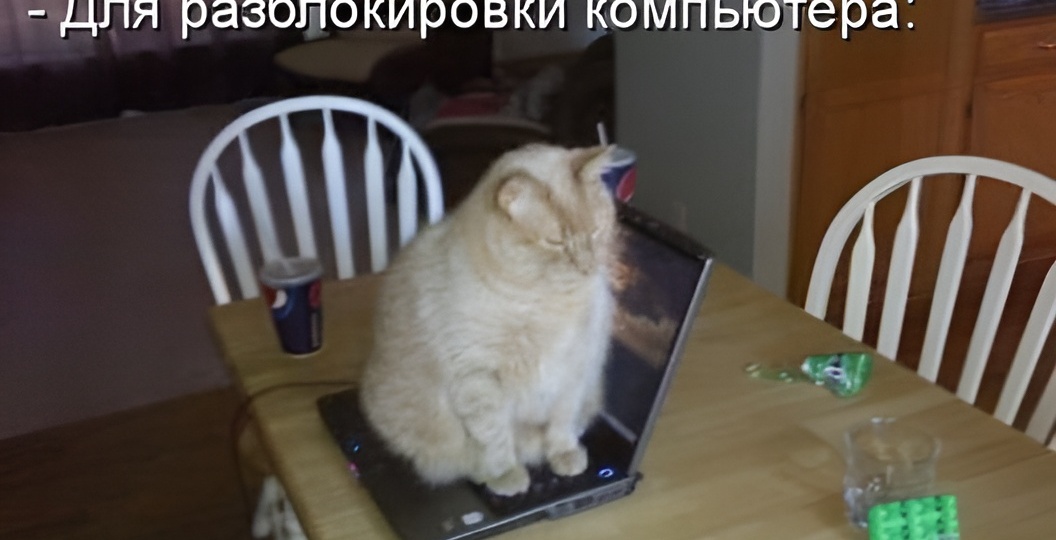 Мемы с котиками для отличного настроения: 15 самых смешных от рыжей Васи