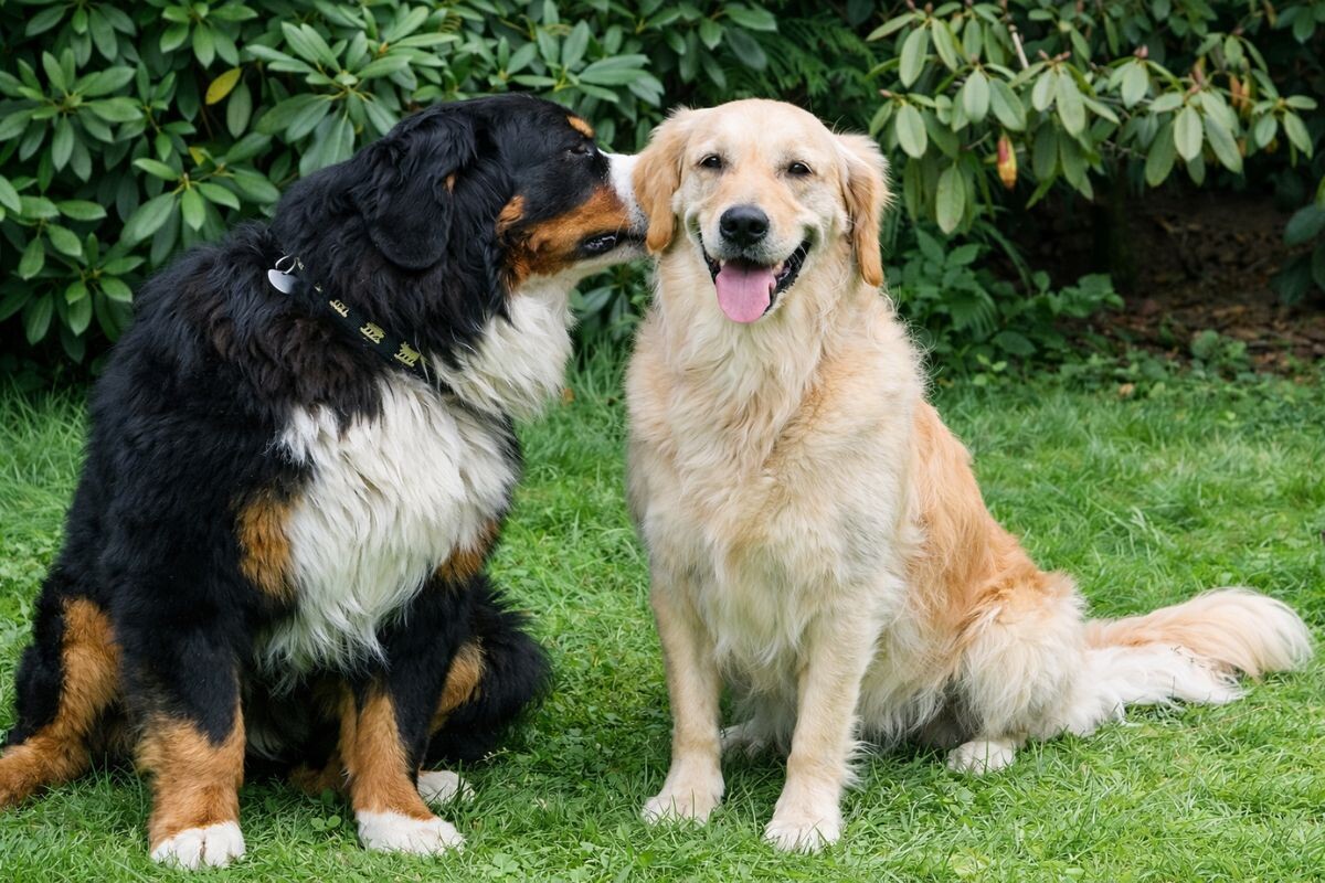 Как собаки общаются друг с другом 