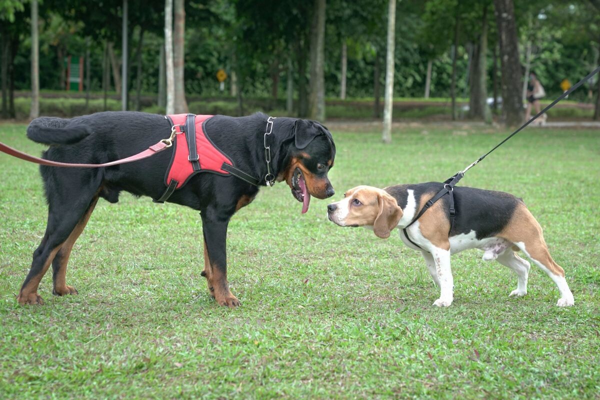 Встреча собак на прогулке 