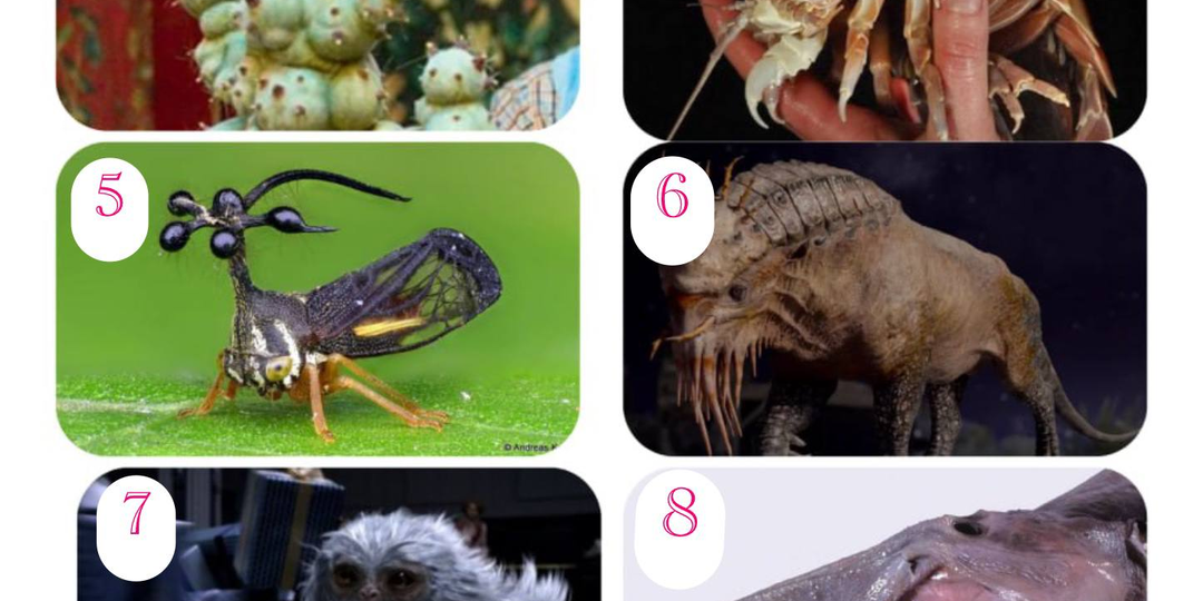 Отгадай, реальная это тварь или выдумка?