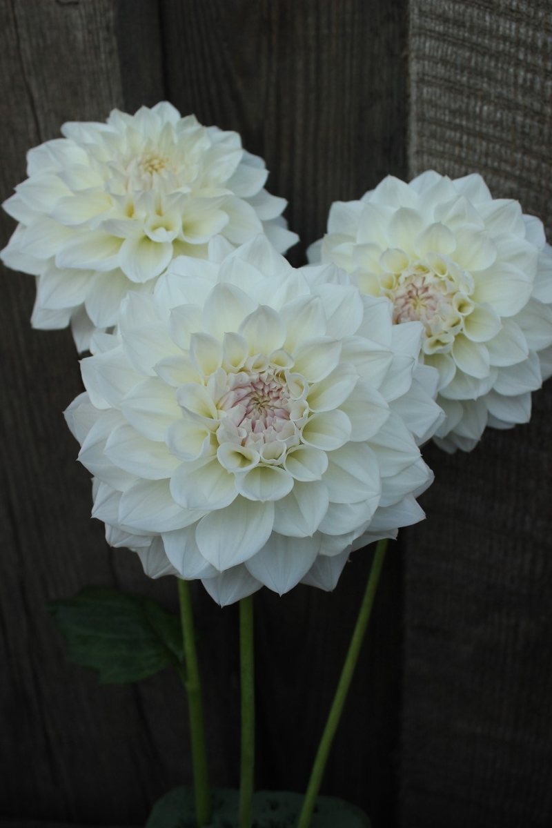 Хаппет Принцес, фото из личного архива.