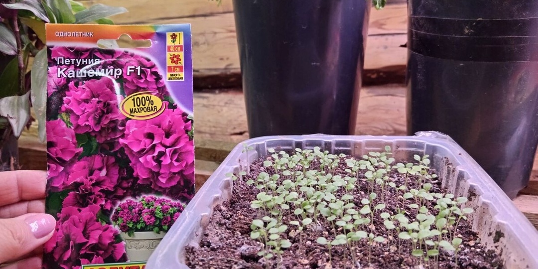 Почему не всходит ваша петуния? Отвечаю на главную ошибку 90% садоводов