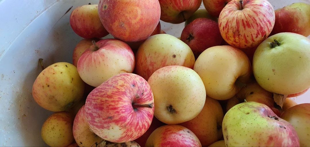 🧪Что добавить в корм, чтобы куры не болели в январе? 3 дешевые добавки, которые спасут их от простуды