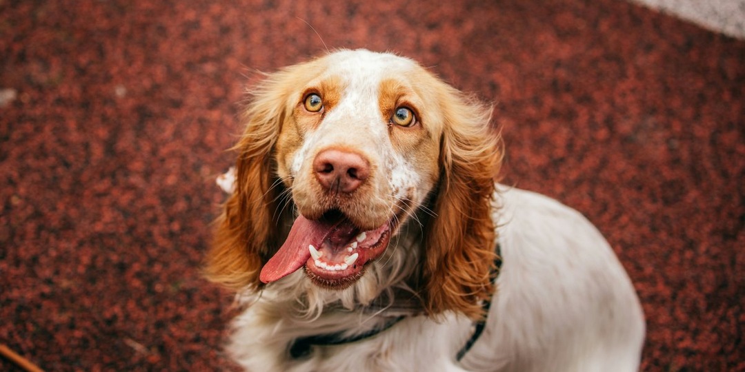 Мороз, отчаяние, надежда: чем закончилась история о выброшенных в Пскове собаках