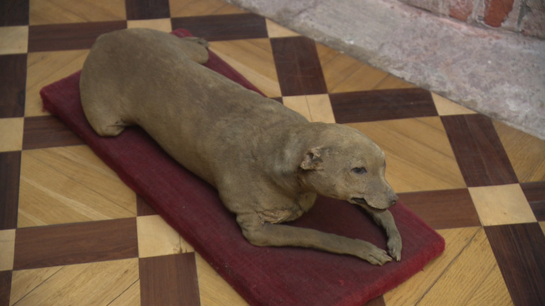    телеканал "Санкт-Петербург" / АО "ГАТР"