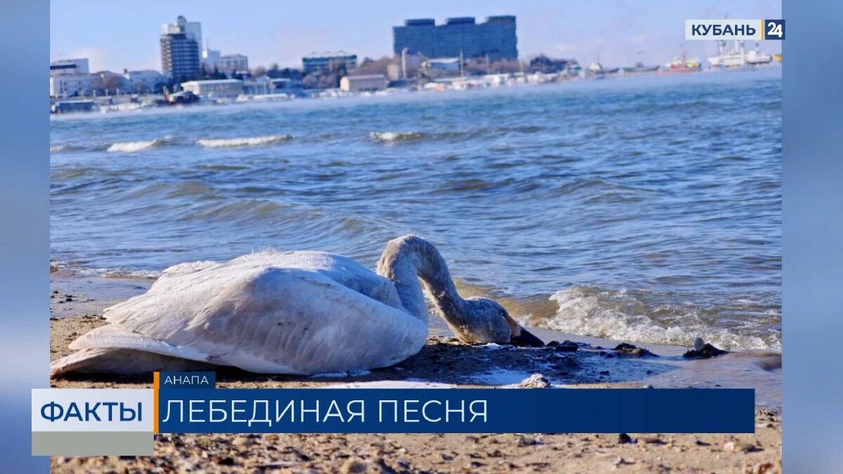    Скриншот видео телеканала «Кубань 24»