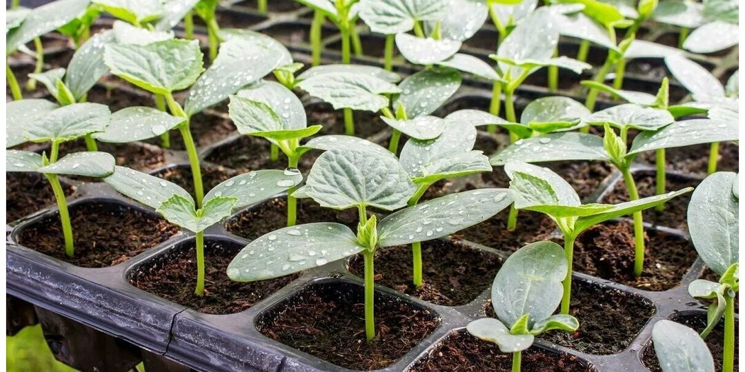 Сколько часов нужно освещать рассаду: идеальная температура, сроки посадки