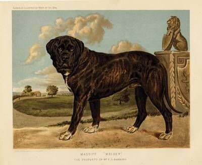 Английский мастиф