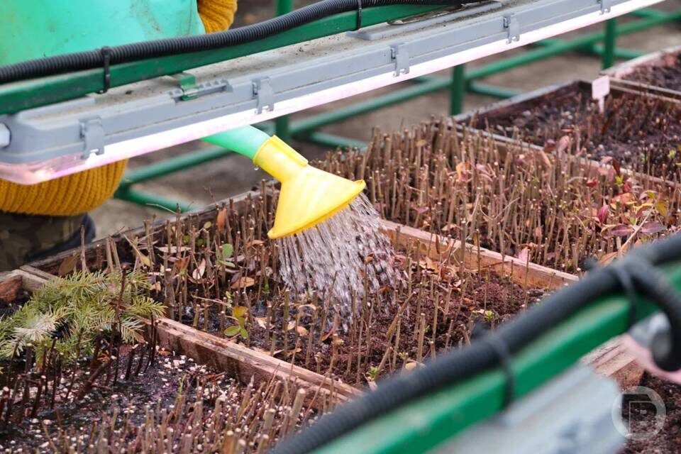    Фото: Дмитрий Рогулин/"Городские вести"