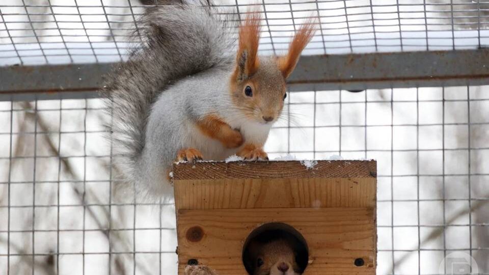 Белки, саженцы, будущий японский сад: чем живет зимой волгоградский дендрарий