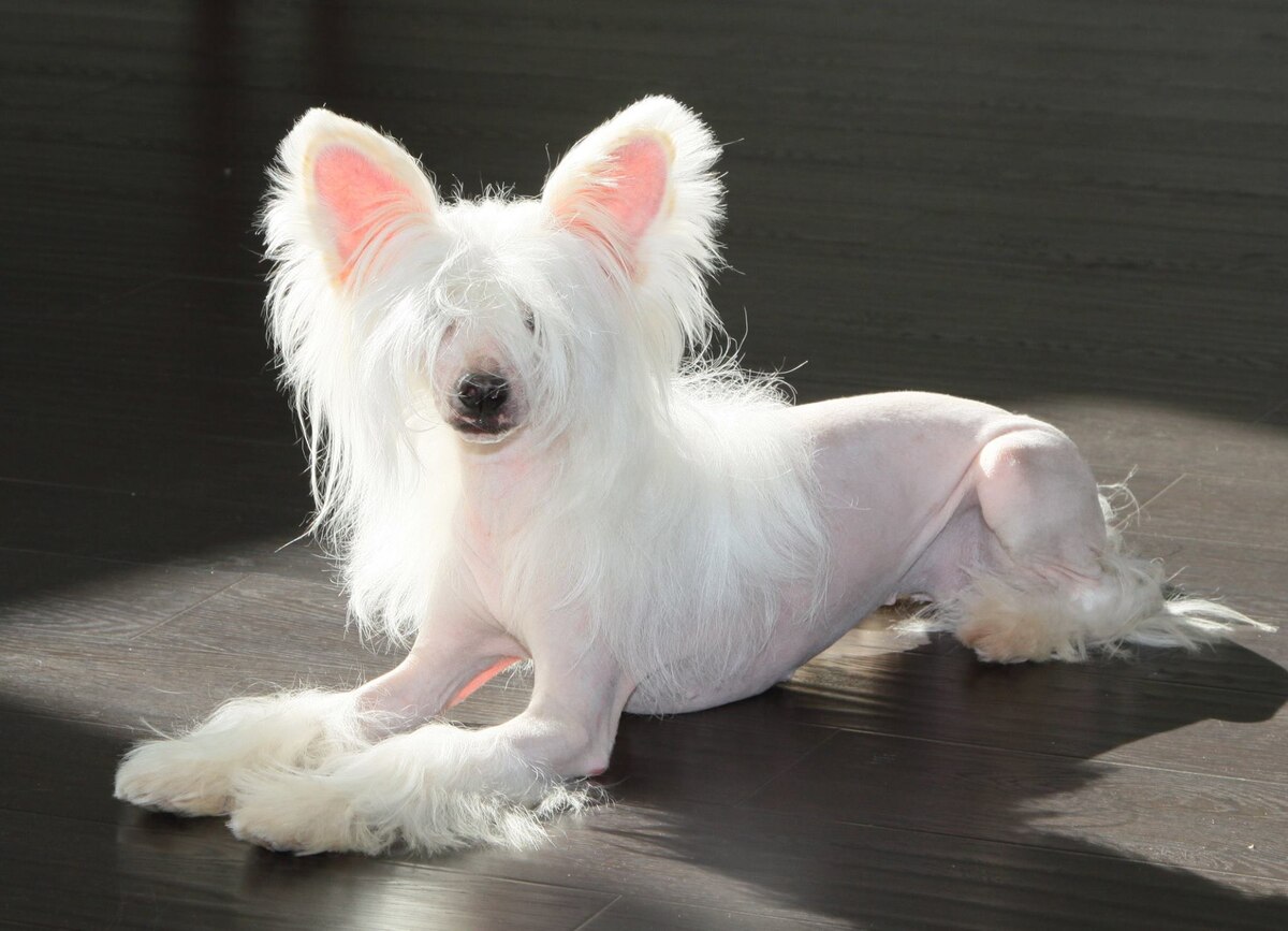 Премьер Мари Нина Ричи