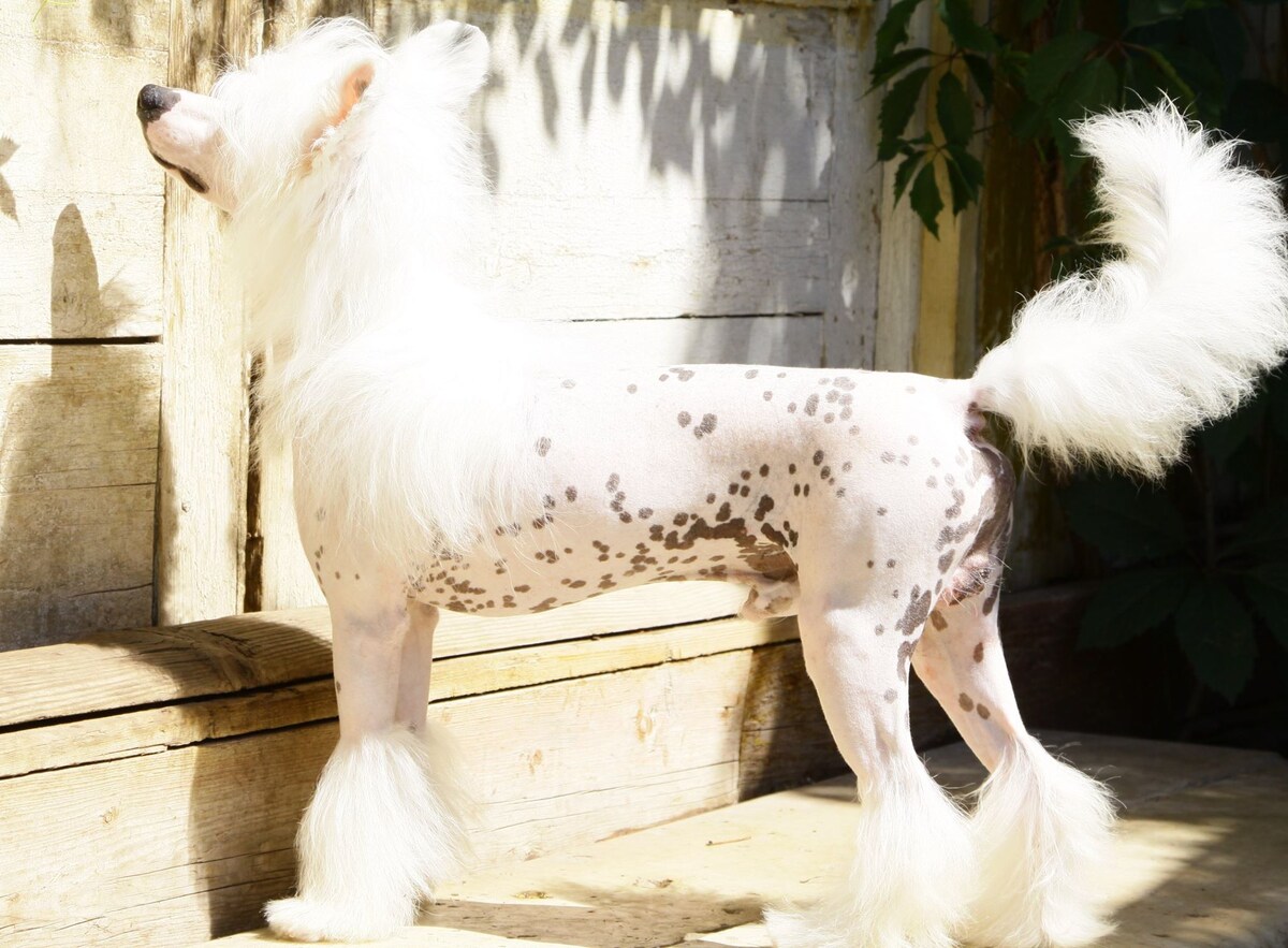 Премьер Мари Герцег