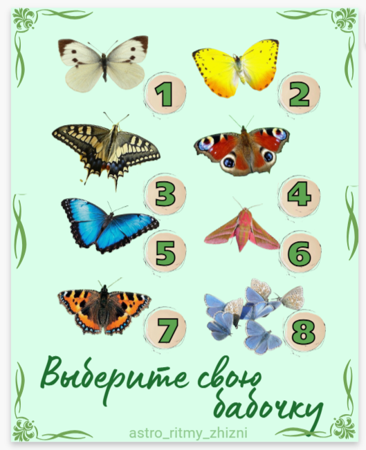 Выберите свою бабочку