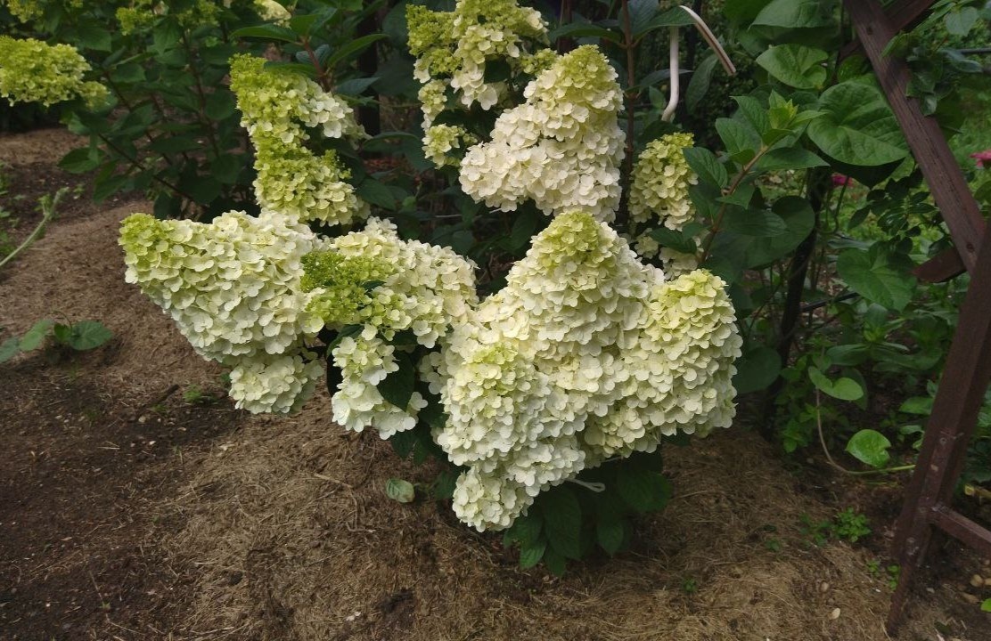 До часа Х остается пару дней. Скоро эта красота вся побуреет. Фото автора