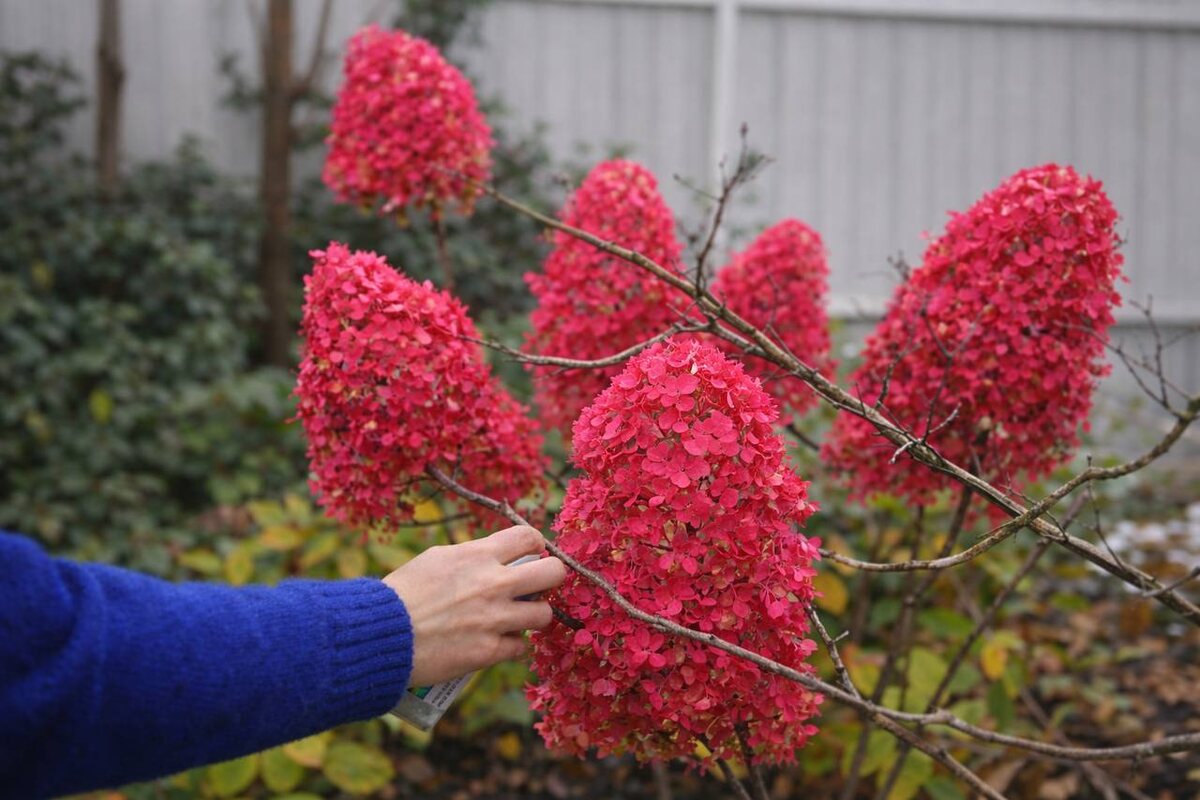 Так выглядят окрашенные аэрозольной краской соцветия метельчатых гортензий 