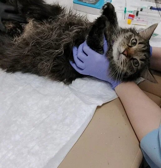 Как мои кошечки-путешественницы стали кошечками-донорами