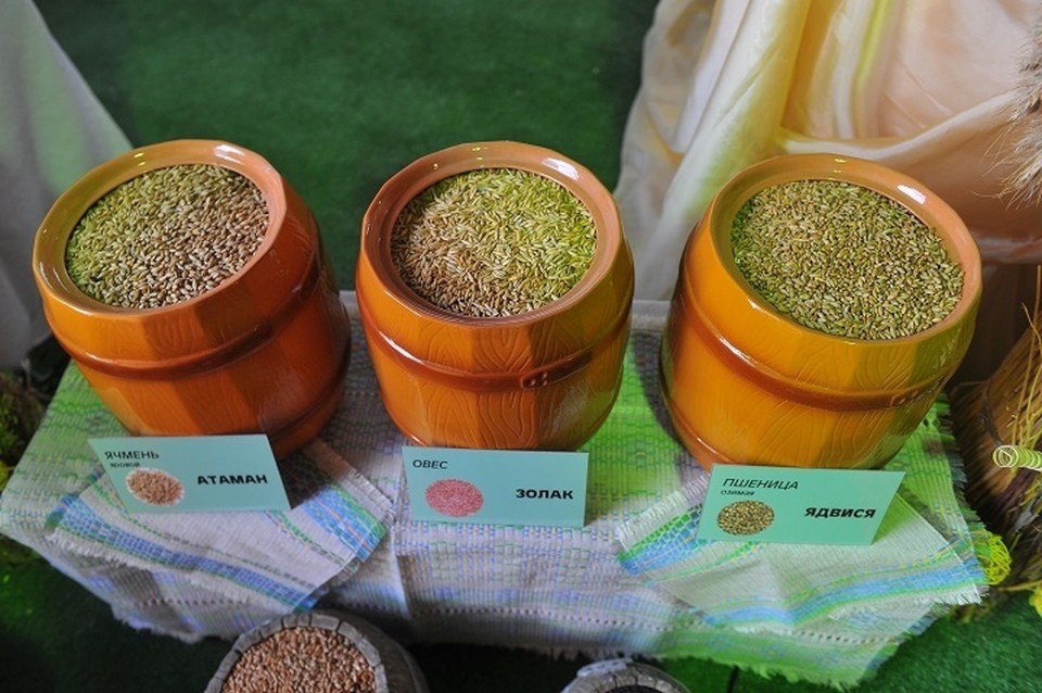    На Средний Урал завезли белорусский ячменный солод Евгения ГУСЕВА