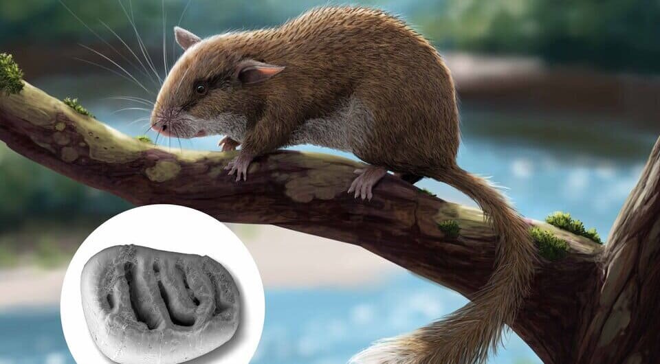   Peter Nickolaus / University of Tübingen