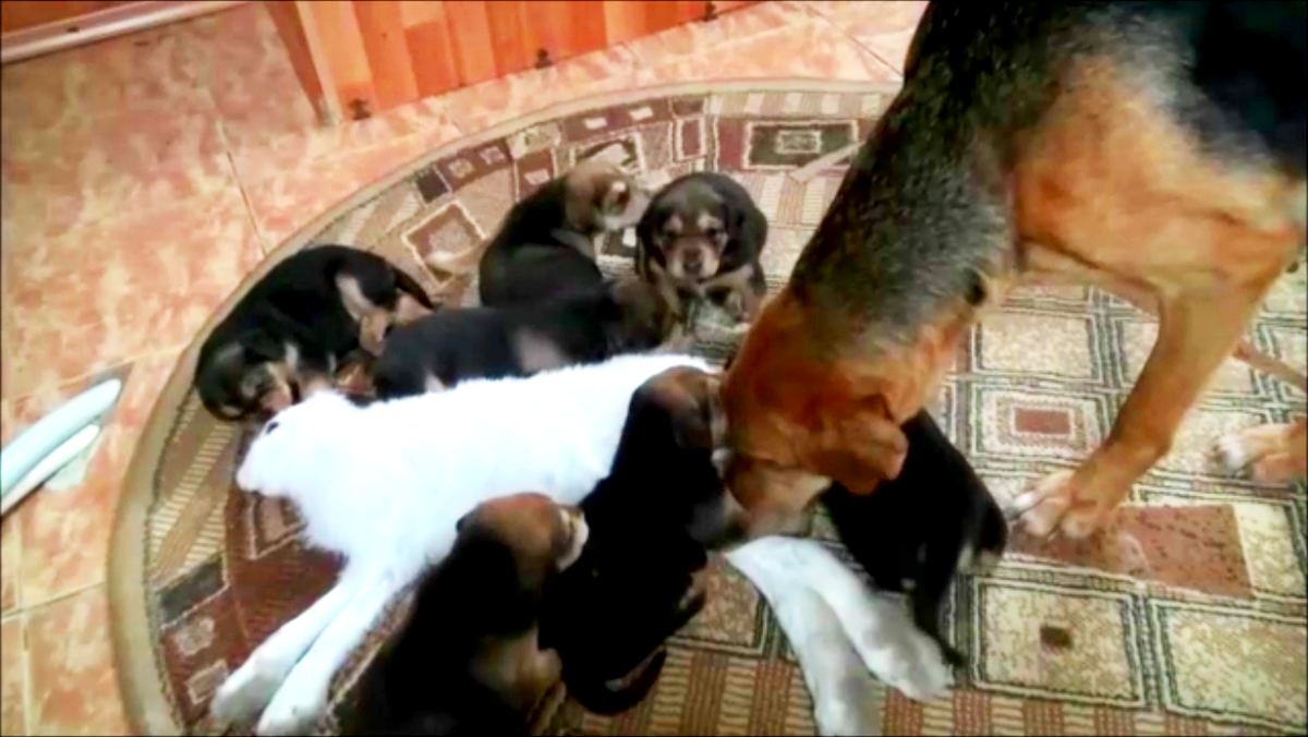 Щенки Русской Гончей - 21 день .#охотасгончей#собака #животные #топ #щенки#hunting