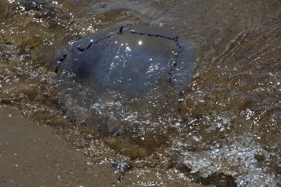    Сейчас в Азовском море насчитывается 6,5 млн тонн медуз. Борис КУДРЯВОВ