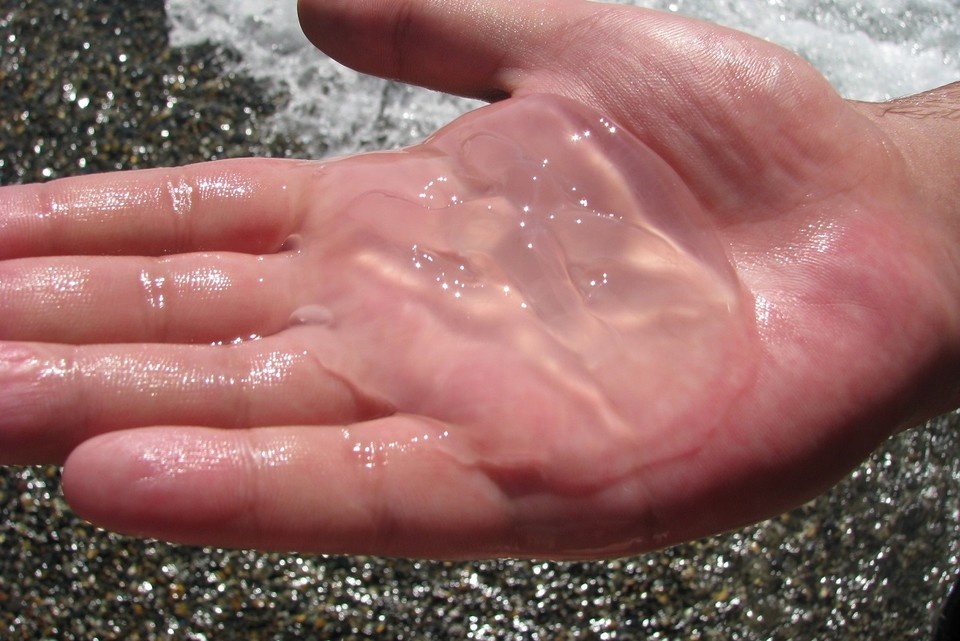  Из медуз можно делать вкусные продукты. Татьяна ЧЕРНИКОВА