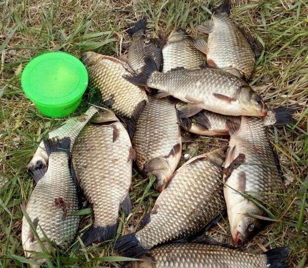 Как и на что ловить серебряного карася: руководство от рыбака для рыбаков