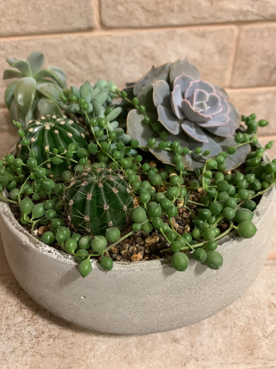 Эту композицию я высадила в сентябре прошлого года. Растения довольно быстро растут и выглядят абсолютно здоровыми