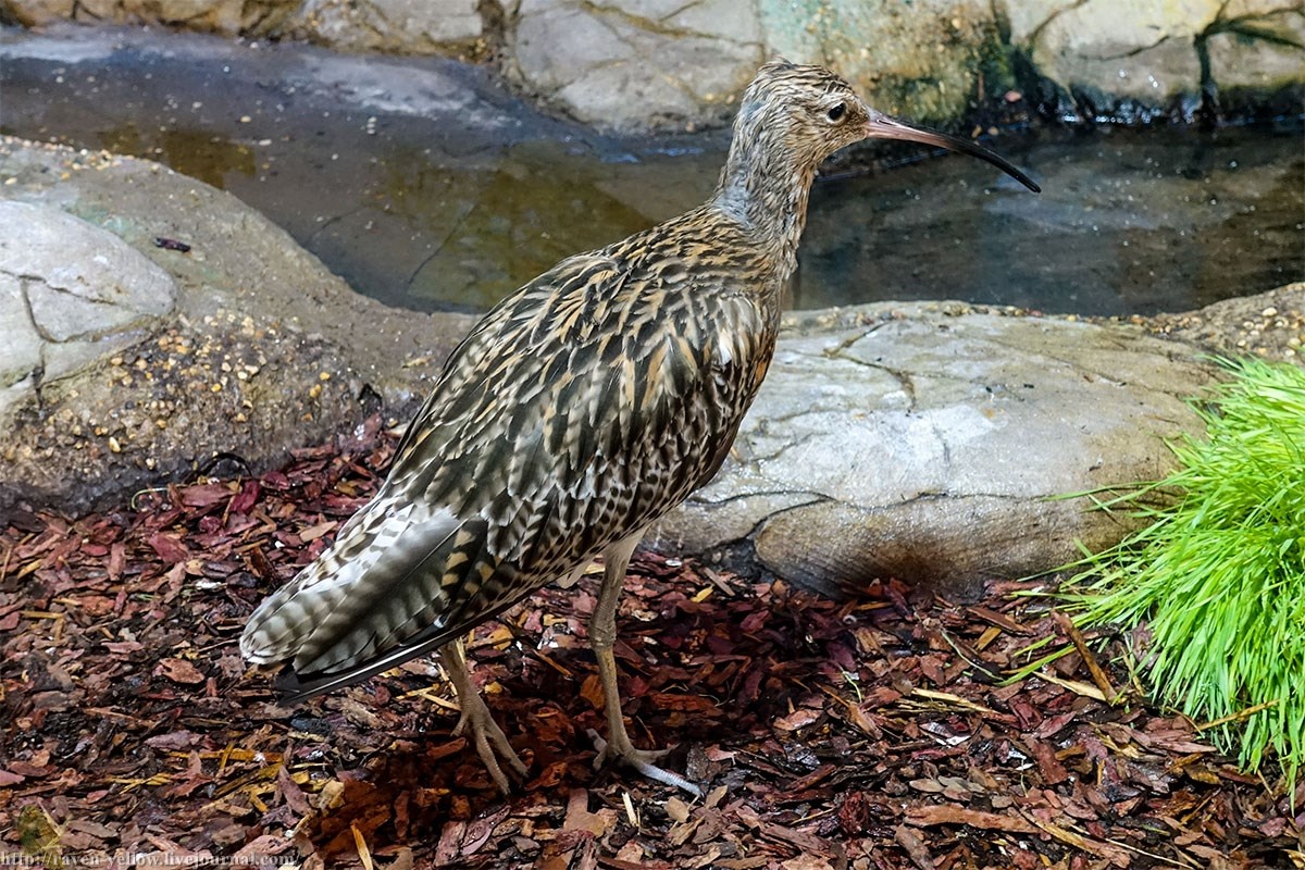 Фото с сайта: https://raven-yellow.livejournal.com/241623.html