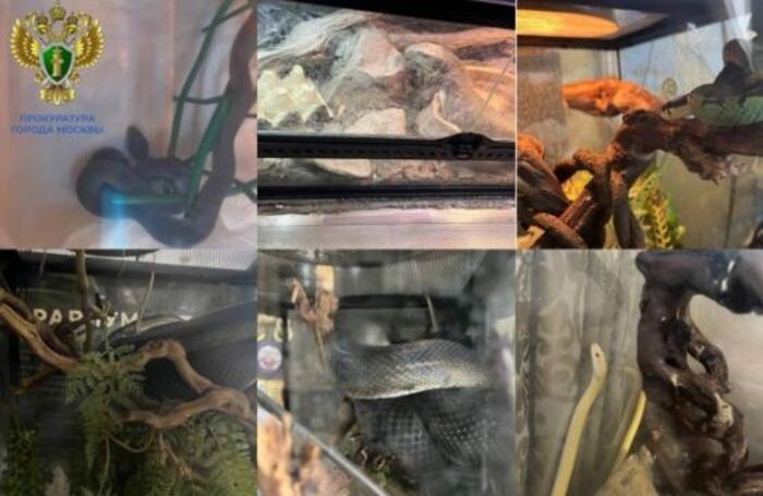 Иллюстрация: скриншот/ телеграм-канал "Прокуратура Москвы"