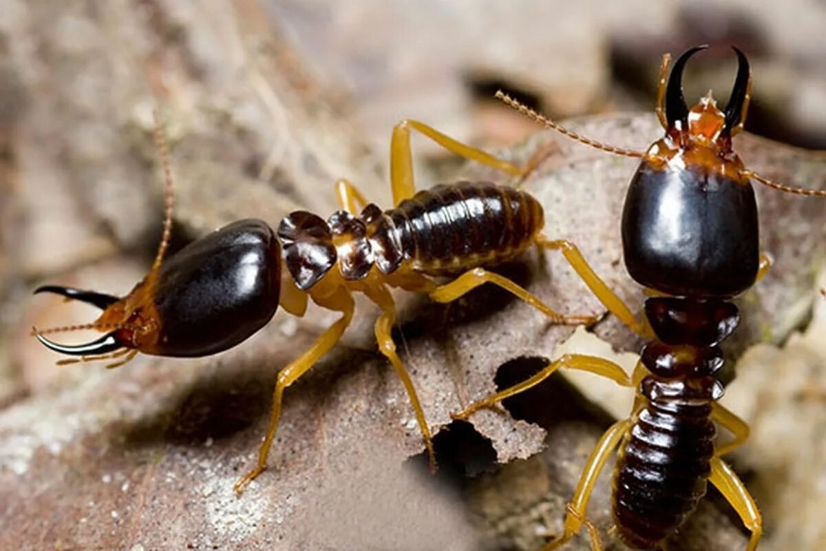 Фото с сайта: https://www.kompas.com/tren/read/2025/05/14/144500765/10-cara-ampuh-membasmi-rayap-apa-saja-?page=1