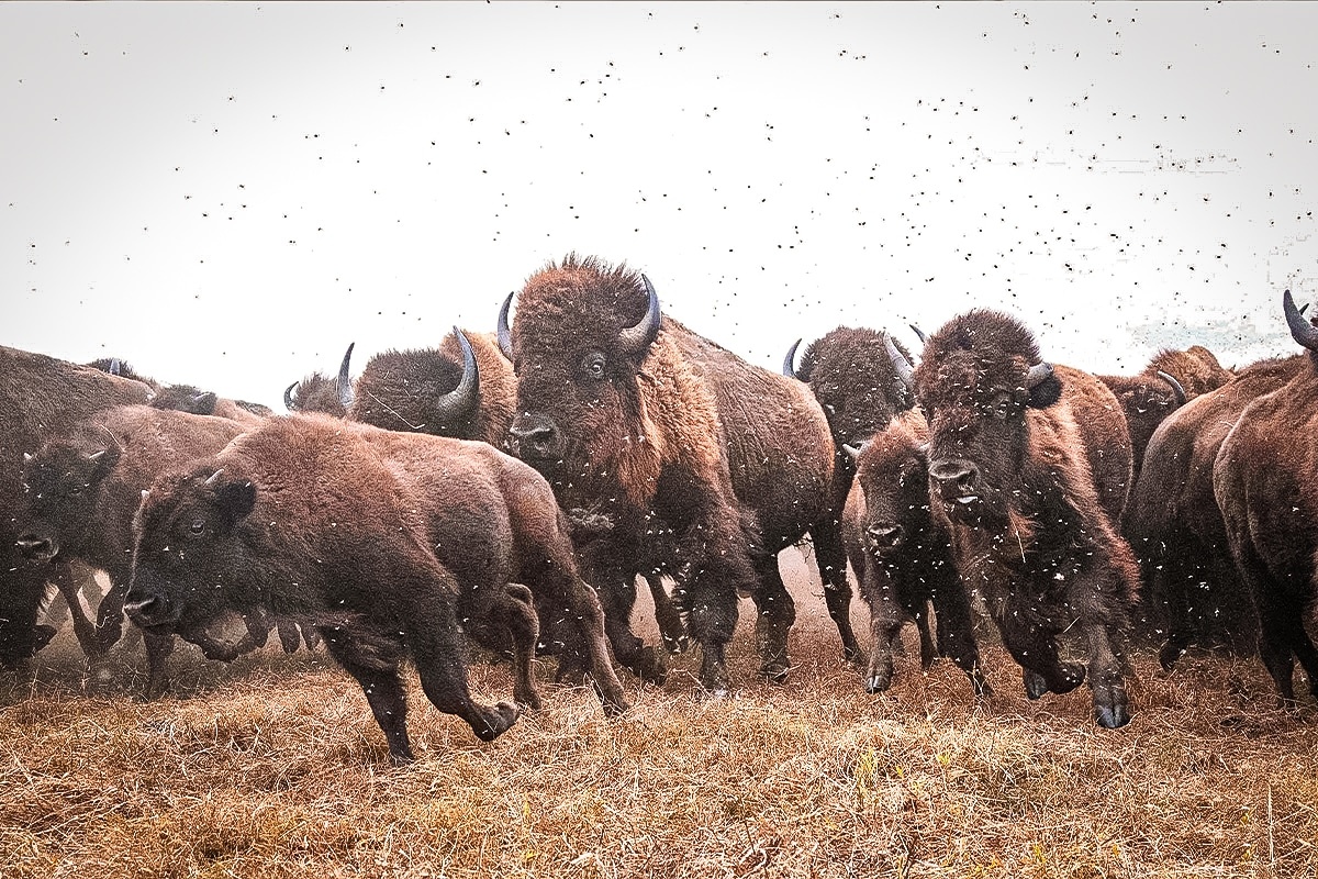 Фото с сайта: https://freerangeamerican.azurewebsites.net/atlatls-ancient-hunters/