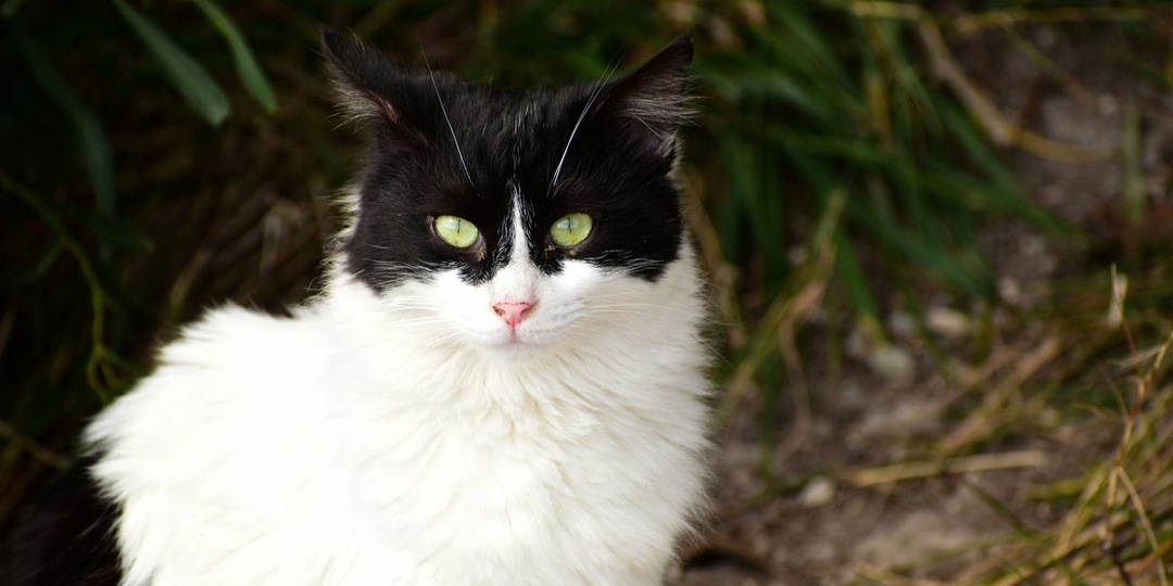 Почему у кошки красные глаза: причины и лечение