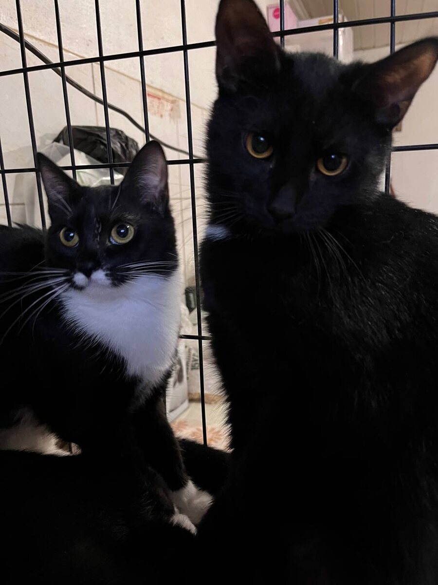 Удачи тебе дома, друг Крыжовник!