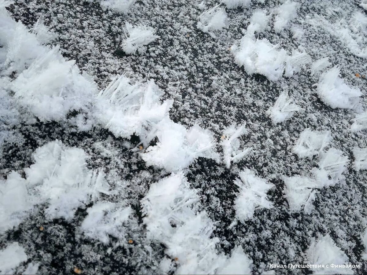 Ледяные розы ( фото Эдуард Розанов)