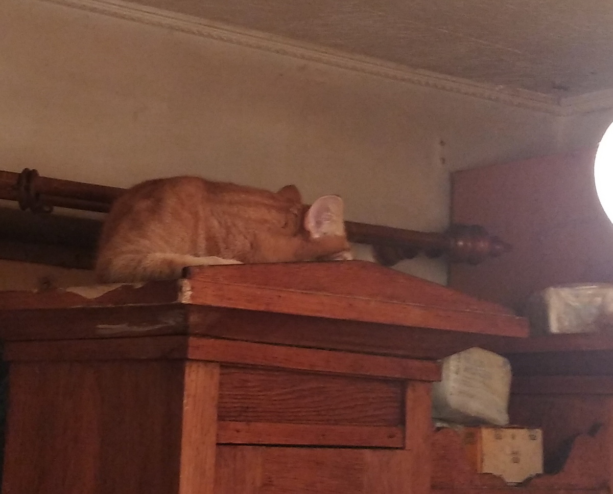 личное  фото