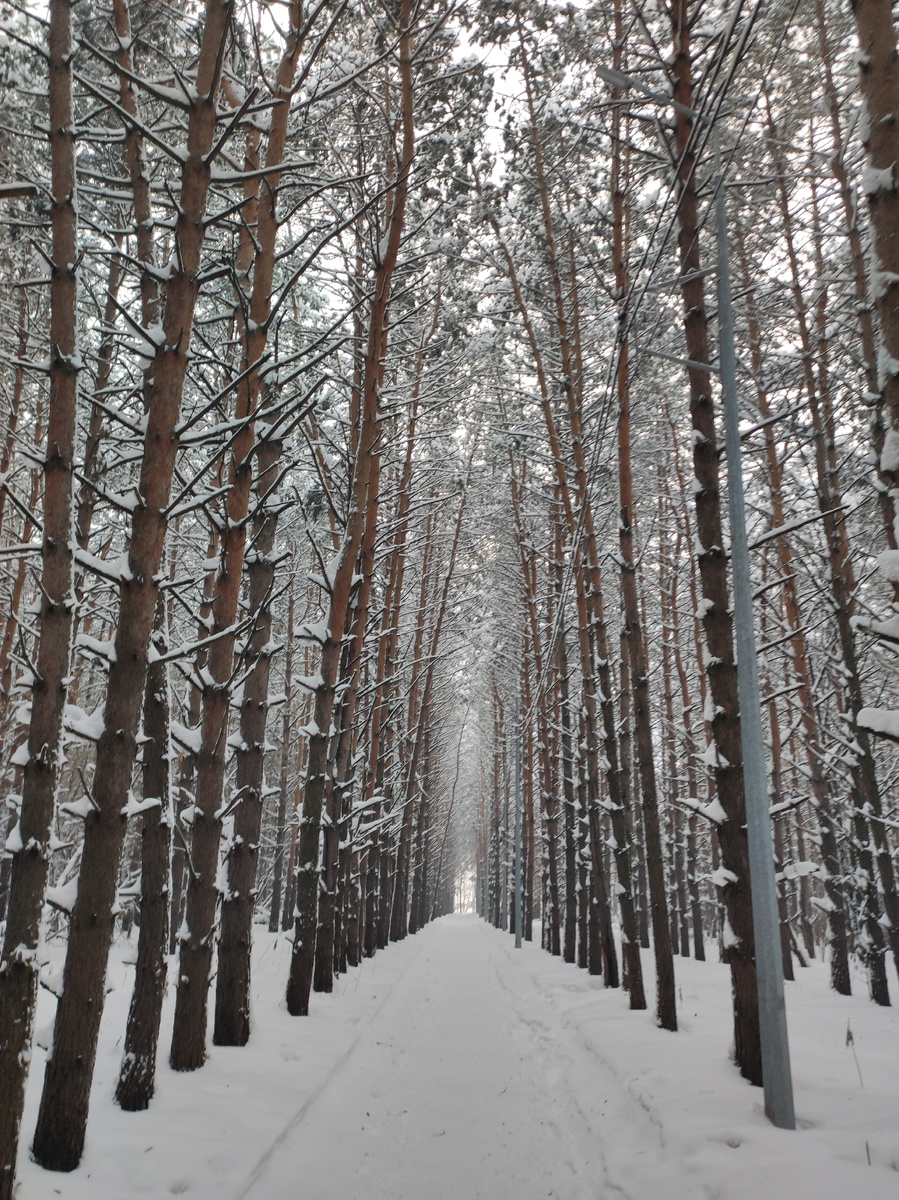 Сосновый бор. Фото автора 