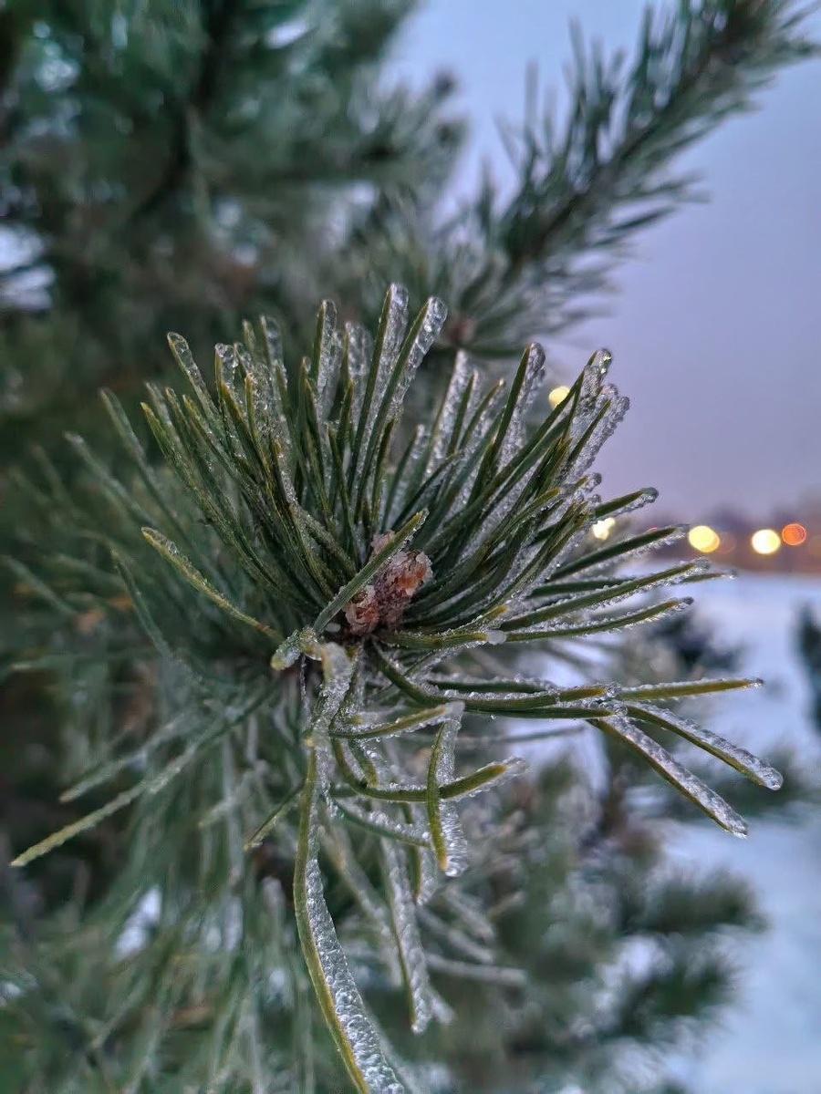    Лед застыл на елочных иголках. Фото: t.me/komkras
