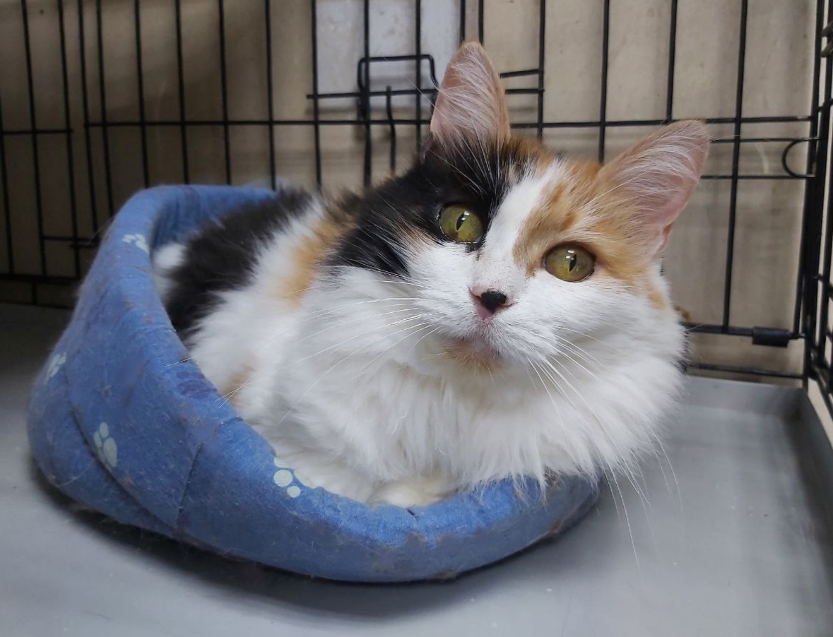 Клера, 10 лет. 