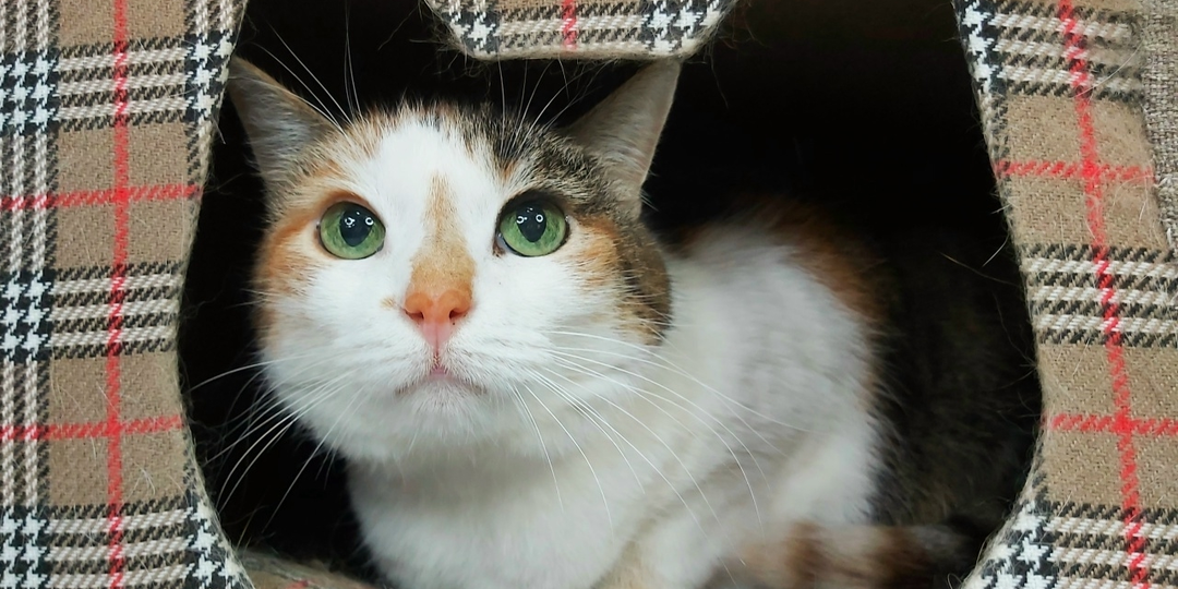 Трёхцветные кошечки приносят счастье!