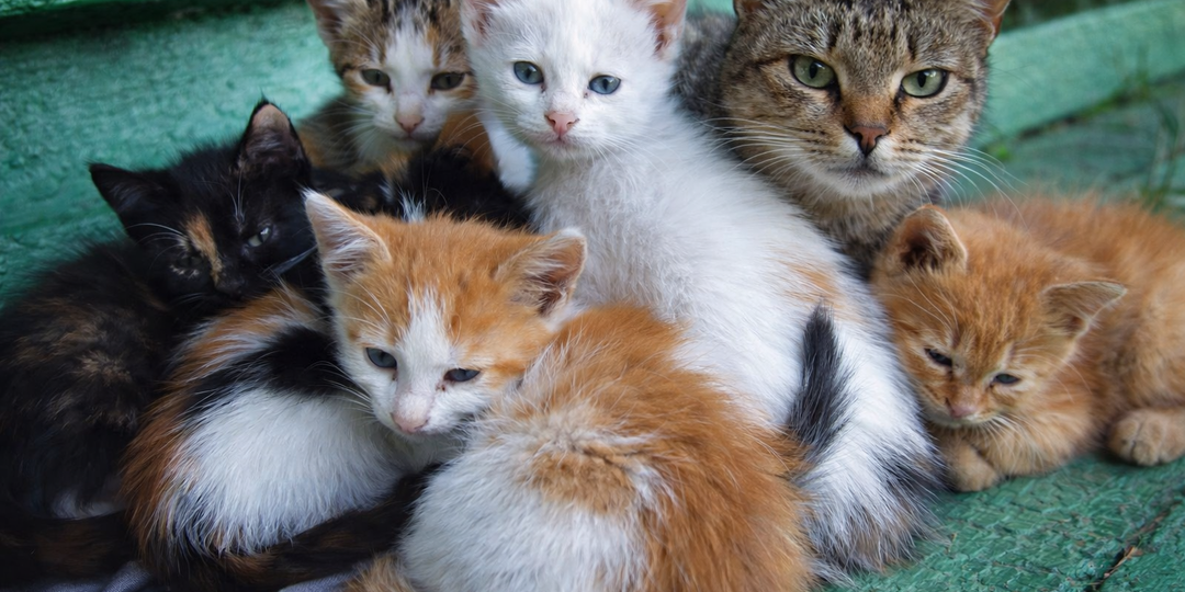 Ветеринар рассказала о важности стерилизации даже домашних кошек