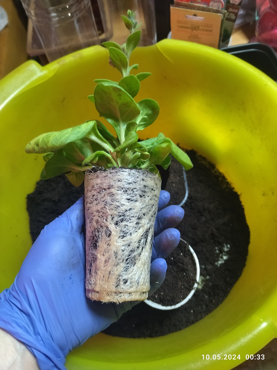 Передержала в малом обьеме(