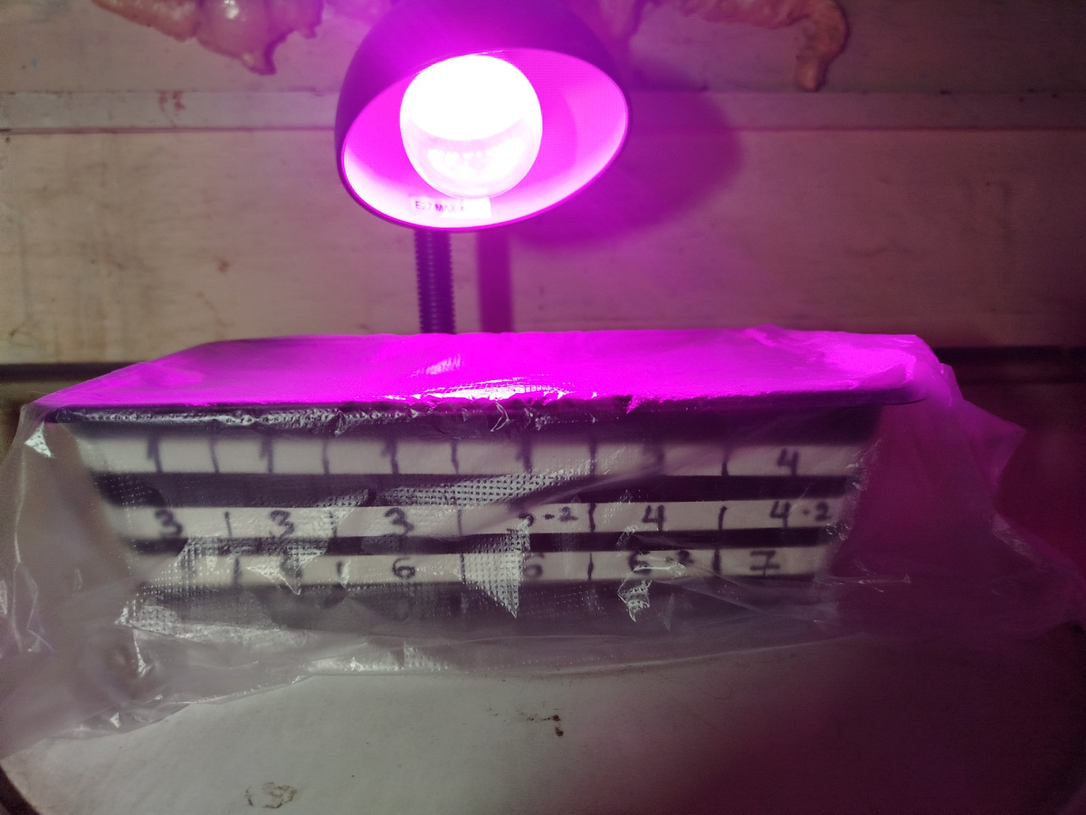 Отправила в котельную под лампу прорастать