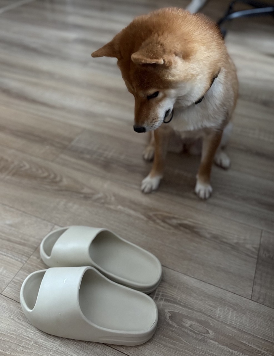 Еще одни выжившие в голодных играх - тапки)) Прям советую. В вб есть) Зубы сибы их не берут)