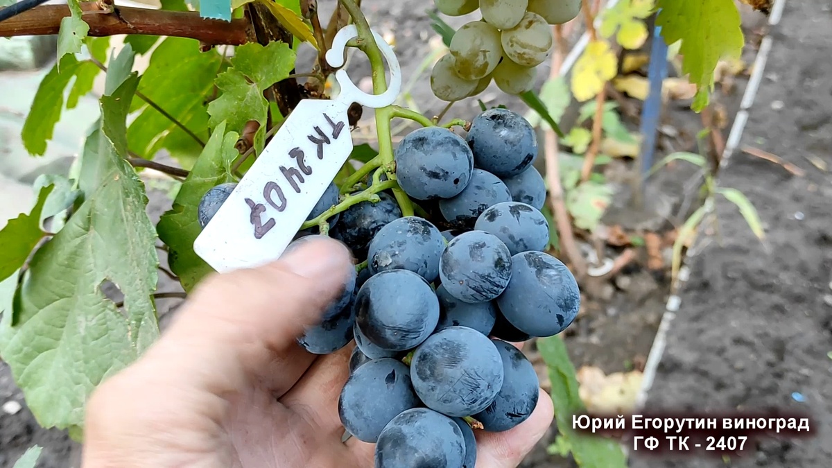 Вот так выглядит сигнальная гроздь на сеянце ГФ ТК-2407.