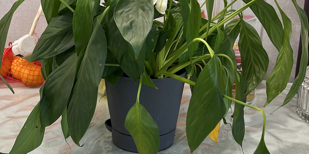 5 ошибок при поливе комнатных растений