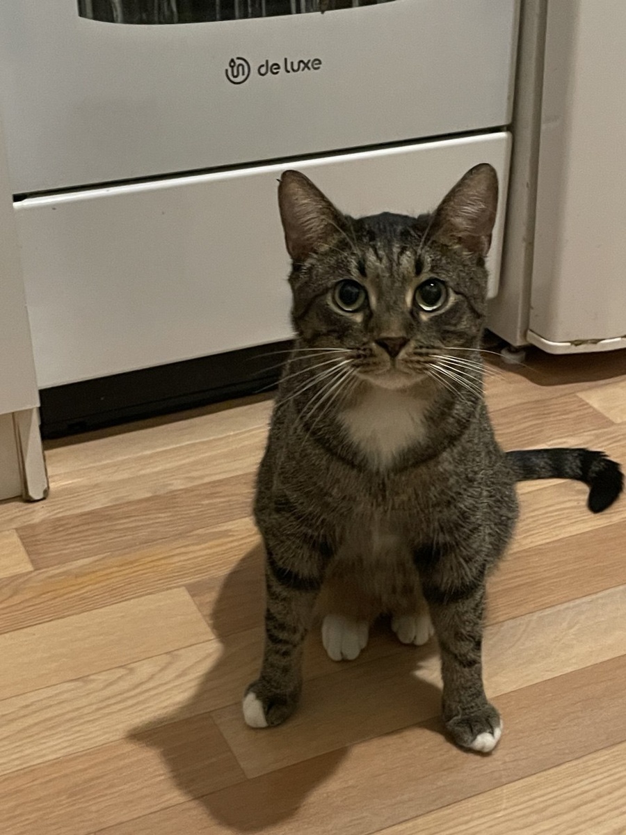 Рулет перенёс в детстве панлейкопению. На память о болезни у Рулета осталась чуть шаткая походка. В остальном, обычный молодой котик, ищет дом, +7-903-266-04-05