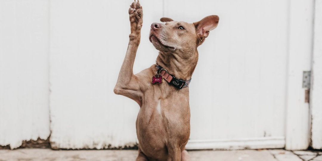 Почему собака лижет лапы: проблемы с психикой и физический дискомфорт